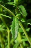 Thymus marschallianus