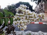 Lagerstroemia indica