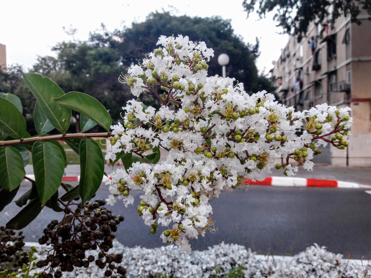 Изображение особи Lagerstroemia indica.