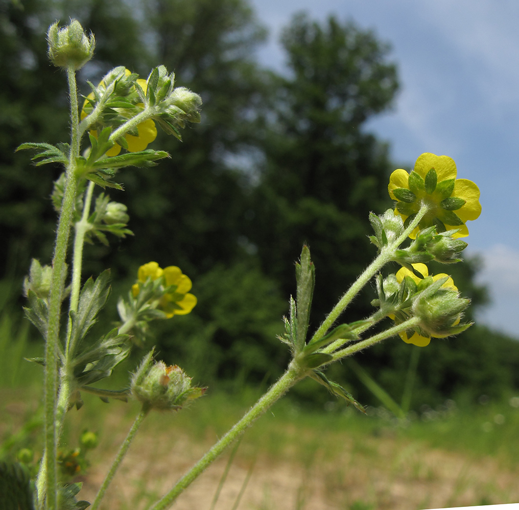 Изображение особи Potentilla canescens.