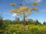 Heracleum sosnowskyi