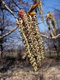 Populus &times; canadensis