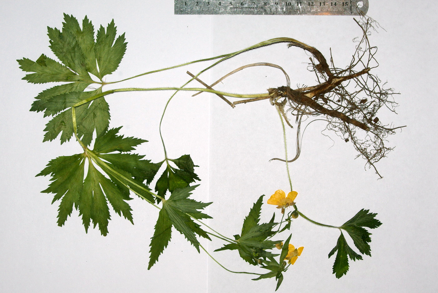 Изображение особи Ranunculus crimaeus.