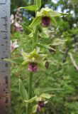 Epipactis helleborine. Часть соцветия. Краснодарский край, м/о город-курорт Геленджик, окр. хут. Джанхот, гора Святая Нина, горельник в сосновом лесу. 10 июня 2017 г.