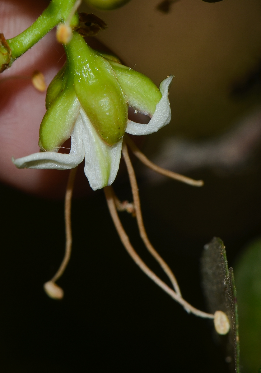 Изображение особи Schotia latifolia.