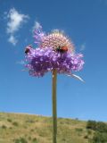 Dipsacus dipsacoides