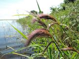 Echinochloa caudata