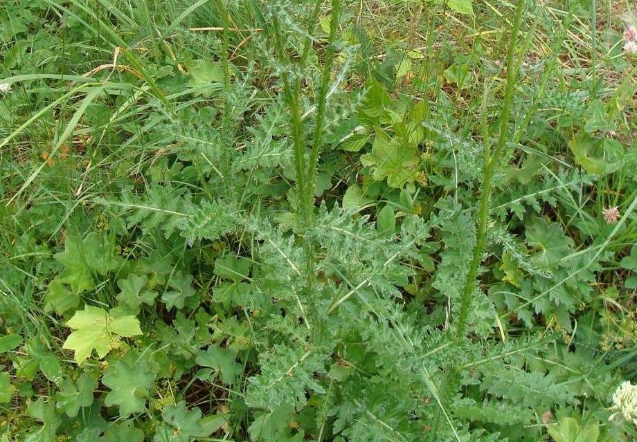 Image of genus Carduus specimen.