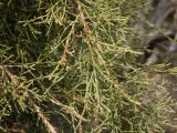 Tamarix smyrnensis. Часть ветви старого склонённого дерева. Греция, Эгейское море, о. Парос, пос. Дриос, пляж. 08.11.2017.