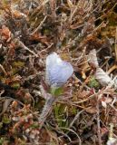 Anemone multiceps