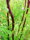 Campanula glomerata. Часть побега. Беларусь, Гродненская обл., Новогрудский р-н, Кошелевский сельсовет, дер. Скрыдлево, злаково-разнотравный суходольный луг. 24.07.2017.