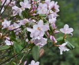 род Rhododendron. Верхушка ветви цветущего растения. Китай, провинция Хунань, городской округ Чжанцзяцзе, национальный парк Чжанцзяцзе. 30.03.2015.