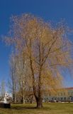 род Salix