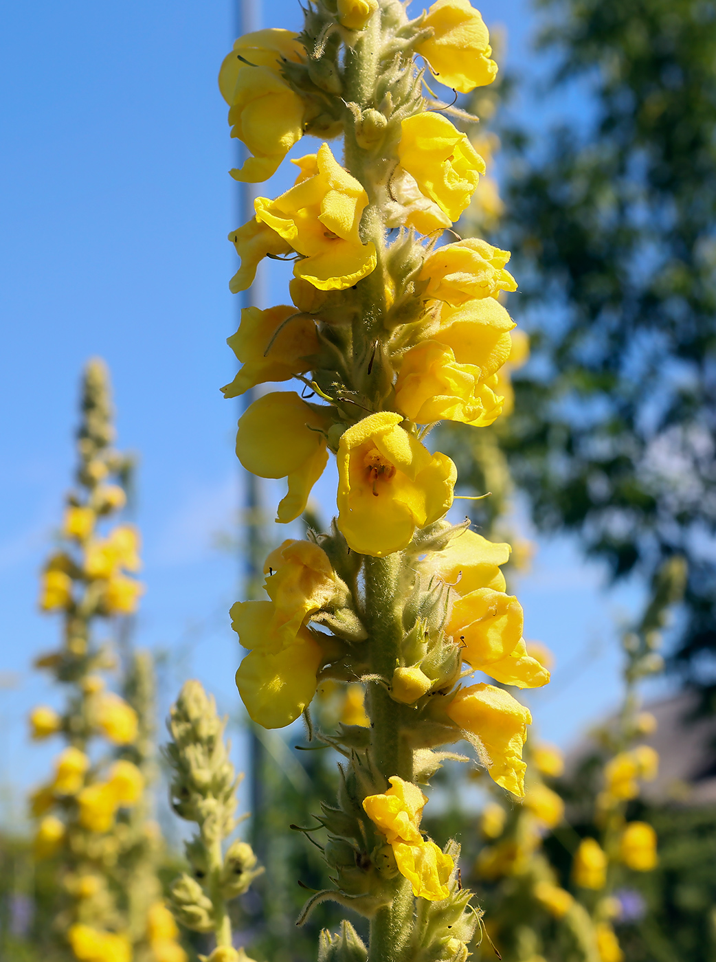 Изображение особи Verbascum phlomoides.