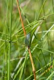 Bistorta officinalis. Средняя часть генеративного побега. Ленинградская обл., Волосовский р-н, сыроватый злаково-разнотравно-осоковый суходольный луг. 14.07.2018.