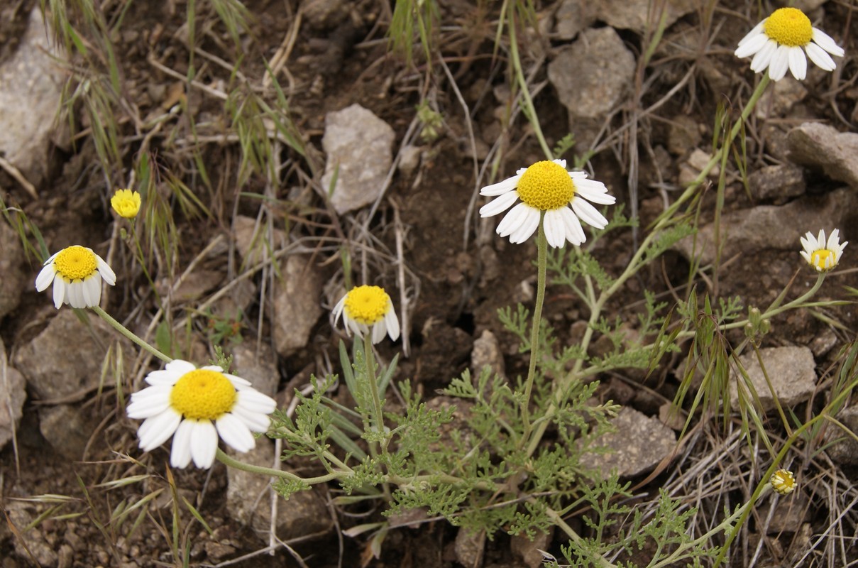 Изображение особи род Pyrethrum.