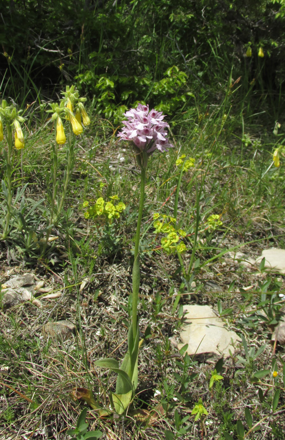 Изображение особи Neotinea tridentata.