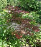 Acer palmatum