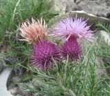 Lamyra echinocephala. Верхушка побега с соцветиями (вид сбоку). Краснодарский край, окр. г. Новороссийск, хр. Маркотх, пер. Андреевский, каменистый склон. 07.08.2019.