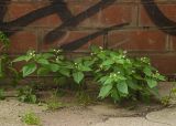 Solanum nigrum