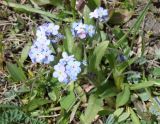 genus Myosotis. Цветущие растения. Кыргызстан, Чуйская обл., Панфиловский р-н, южные окр. перевала Тоо-Ашуу. 24.05.2019.