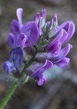 Oxytropis ivdelensis