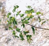 Euphorbia gmelinii