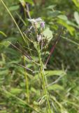 Cardamine macrophylla