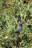 Juniperus turkestanica. Часть веточки с шишкоягодами. Узбекистан, Джизакская обл., Зааминский р-н, Туркестанский хр., верховье Кашкасу, 2650 м н.у.м, арчовник. 30.07.2021.