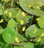 Utricularia gibba