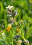 Anchusa aegyptiaca