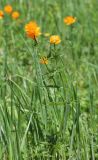 Trollius asiaticus