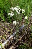 Achillea ptarmica. Цветущее растение. Санкт-Петербург, Приморский р-н напротив ж.-д. ст. «Морская», берег Финского залива. 29.07.2022.