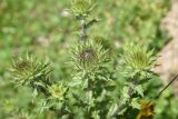 Carlina biebersteinii