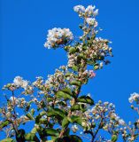 Lagerstroemia indica