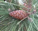 Pinus pallasiana. Молодая шишка. Крым, Алушта. 11 февраля 2009 г.