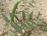 Vicia angustifolia. Незрелый плод в пазухе листа. Белгородская обл., окр. пос. Борисовка, усадьба заповедника \"Белогорье\", на песчаной дорожке. 30.06.2011.