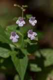 Clinopodium nepeta