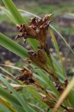 Iris pseudacorus