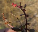 Rumex подвид hispanicus