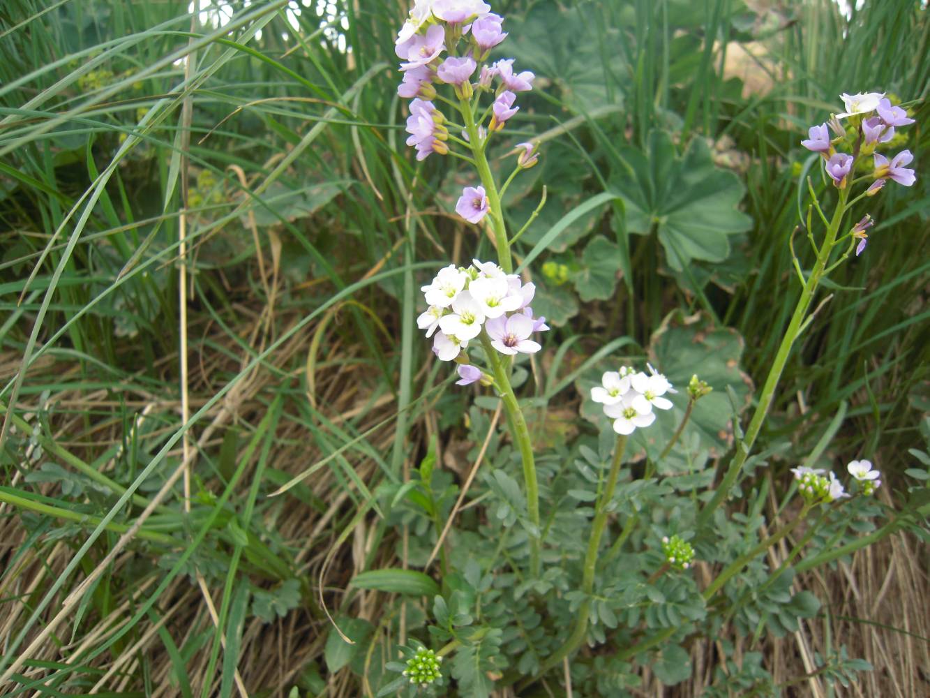 Изображение особи Cardamine uliginosa.