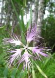 Dianthus superbus