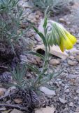 Onosma polyphylla