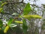 Salix &times; meyeriana