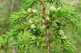 Juniperus communis