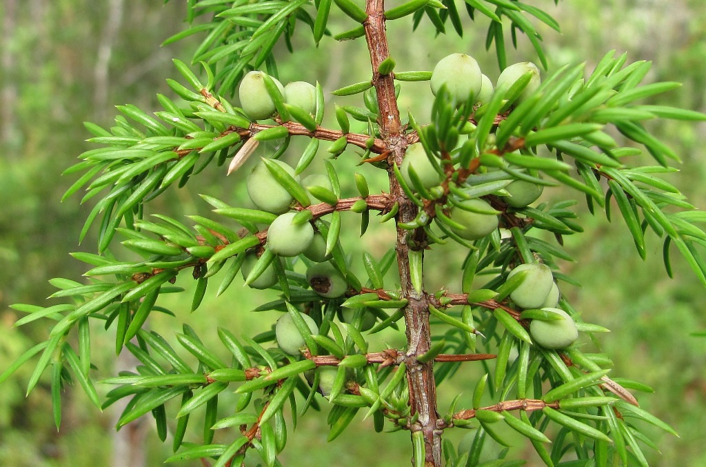 Изображение особи Juniperus communis.