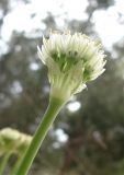 Allium israeliticum. Верхушка побега с соцветием. Израиль, Северный Негев, лес Лаав. 28.02.2013.