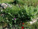 Salvia spinosa. Цветущее растение (справа); слева - Cousinia microcarpa. Узбекистан, Кашкадарьинская обл., низкогорья в окр. Дехканабада, горы Кайпантау. 20.05.2009.