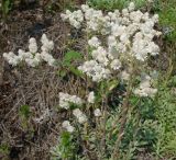 Antennaria dioica