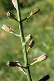 Delphinium semibarbatum. Часть соцветия в бутонах. Узбекистан, г. Ташкент, археологический памятник Актепа Юнусабадский. 14.05.2013.